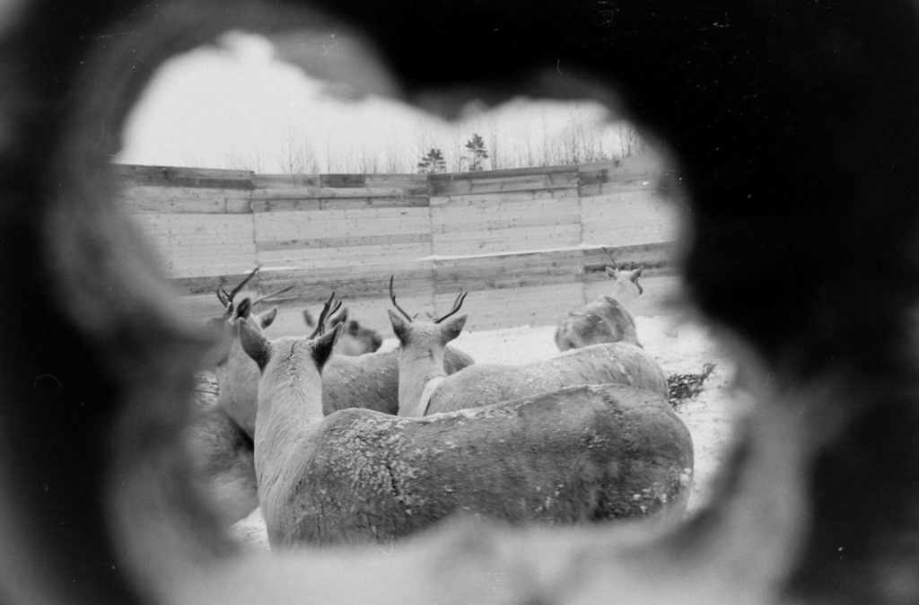 The caribou were penned before released so they could be tagged and given penicillin shots. Caribou in Maine