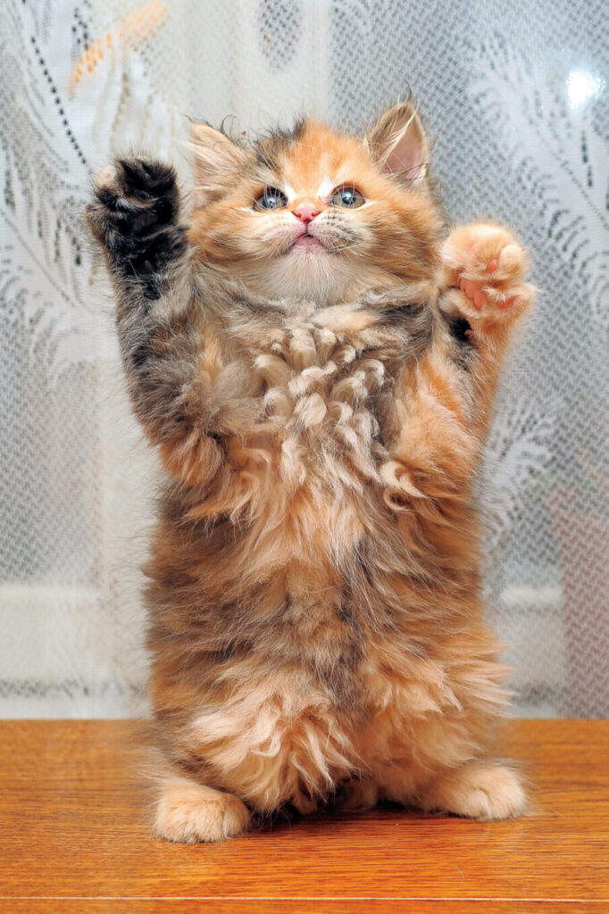 This fluffy cat was in a playful mood; feline personalities begin to emerge at around five weeks, which is when they begin to be weaned.