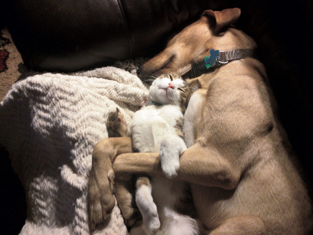 Sometimes cats and dogs do get along.