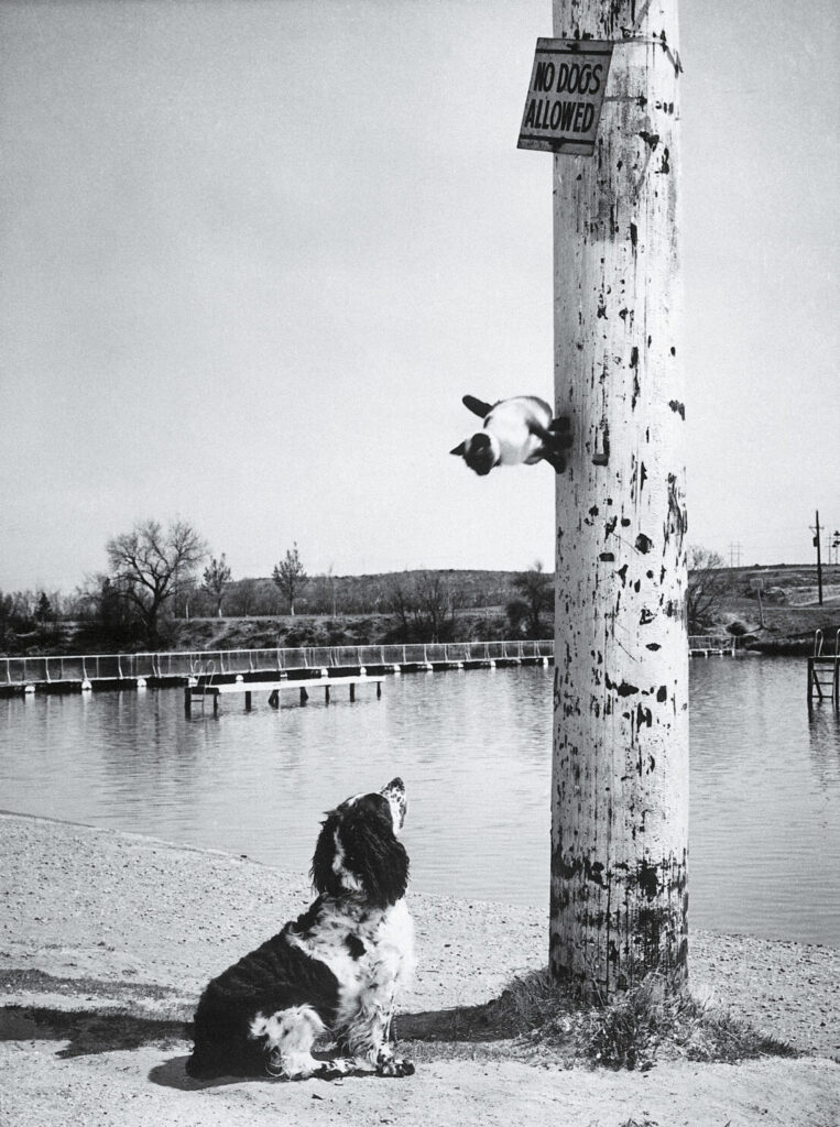 This Siamese cat escaped up a pole in Carlsbad, N.M. in 1962, and hoped the cocker spaniel in pursuit would obey the sign.