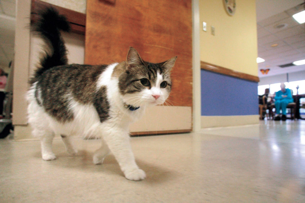 Oscar, a hospice cat, who had an uncanny knack for predicting when nursing home patients were going to die, walked past an activity room at the Steere House Nursing and Rehabilitation Center in Providence, R.I. David Dosa profiled Oscar in his 2011 book, "Making Rounds With Oscar: The Extraordinary Gift of an Ordinary Cat.