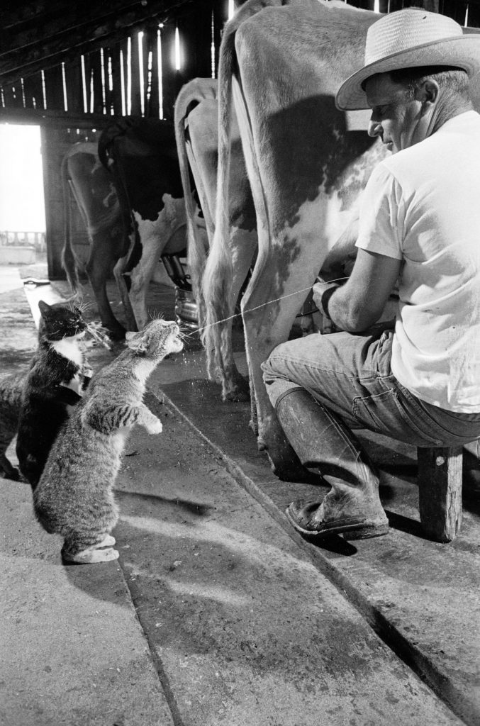 Brownie drank milk straight from the cow as Blackie waited his turn at a dairy farm in Fresno, Calif., in 1953.