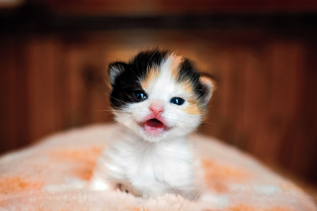 Kittens can sleep up to 20 hours a day, but this one woke all the way up to smile for the camera.