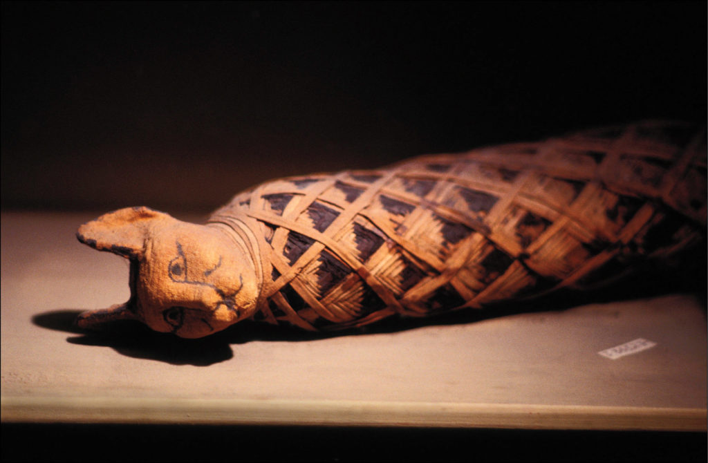 Ancient Egyptians honored cats by preserving them as mummies.