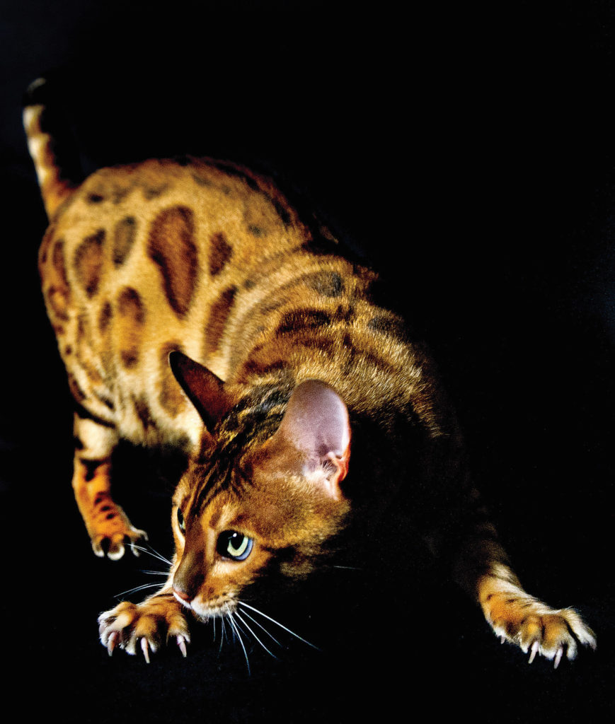 A Bengal cat named Tobysden Pyrrha posed for a studio portrait after participating in the 2018 GCCF Supreme Cat Show in Birmingham, England.