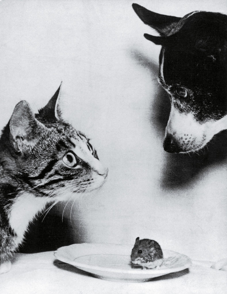 It looks like this dog, cat and mouse were considering acting out the food chain, but this was in fact a friendly gathering of the household pets of the Lyng family in Denmark, 1955.