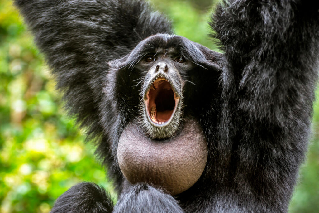 The Siamang Gibbon makes sounds that can be heard two miles away.