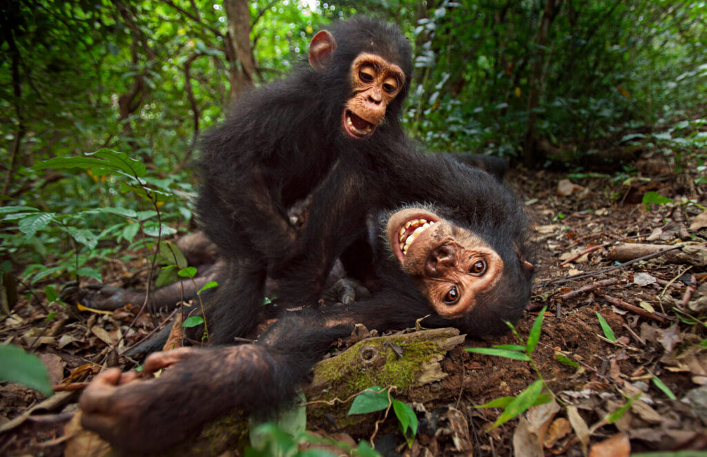 As it is with human children, chimpanzees like to have fun. Playtime is an important developmental activity and can lead to breathy laughter. Three-year-old Gizmo and his 8-year-old brother Gimli enjoyed a bit of roughhousing at Tanzania’s Gombe Stream National Park.
