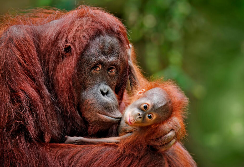 Orangutans like these have the most intense mother-child relationship of any primate besides humans.
