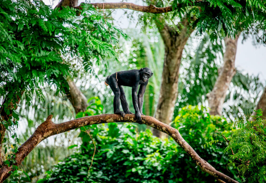 The bonobo is often mistaken for a chimpanzee, but it smaller and slimmer.