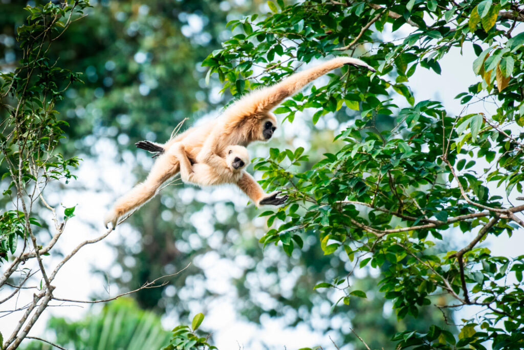 A lar gibbon and its child swing through the forest canopy.