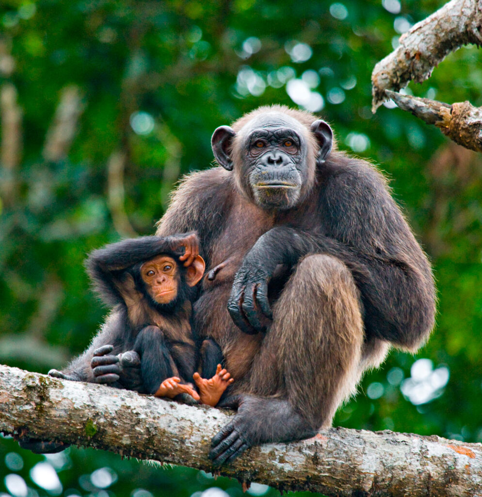 A chimpanzee mother and her baby at the Conkouati-Douli National Park in the Republic of Congo.
