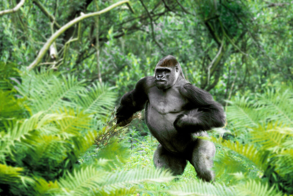 Gorillas are the largest living primates.