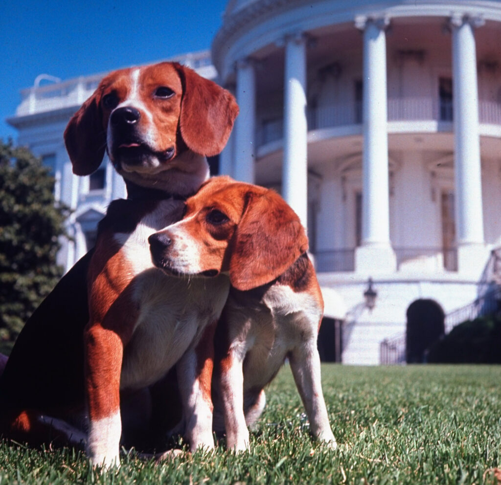 President Lyndon B. Johnson's pet beagles, Him and Her, on the White House lawn, 1964.