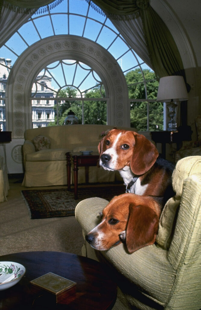 Him and Her, pet Beagles of President Lyndon B. Johnson, in a White House sitting room, 1964.