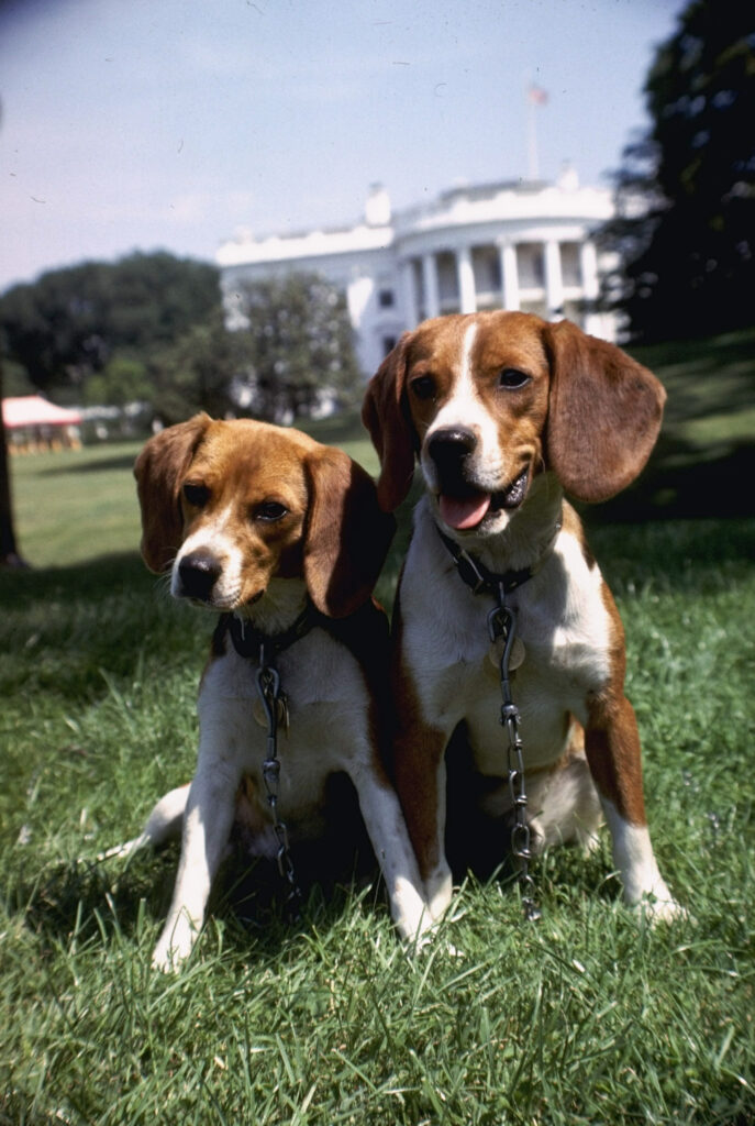Him and Her, pet Beagles of President Lyndon B. Johnson, sitting together on lawn of White House, 1964.