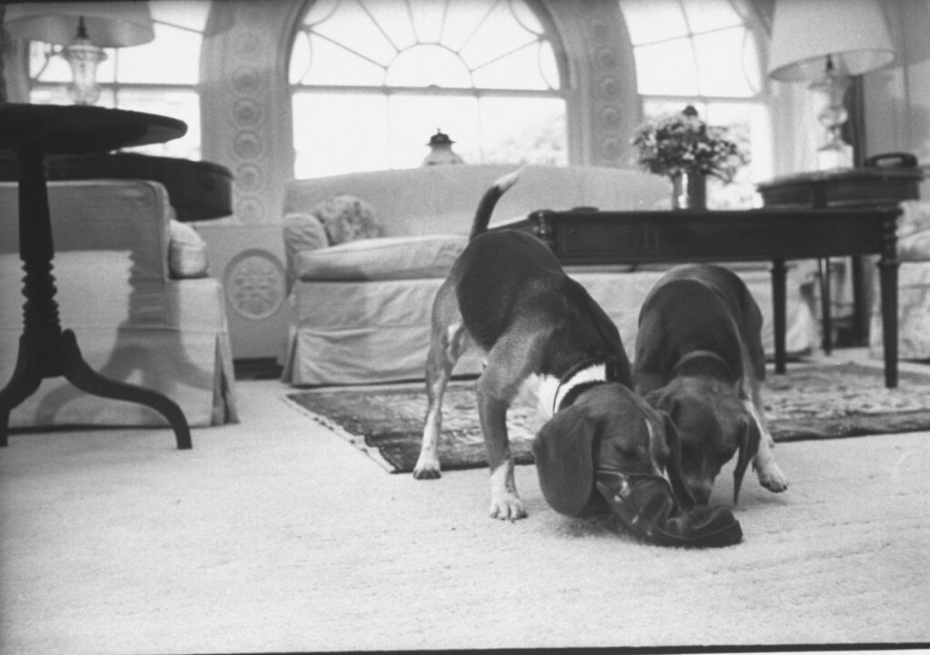 Him and Her, the beagles belonging to the Lyndon B. Johnson family, made sport of an old overshoe in the White House living quarters, 1964.