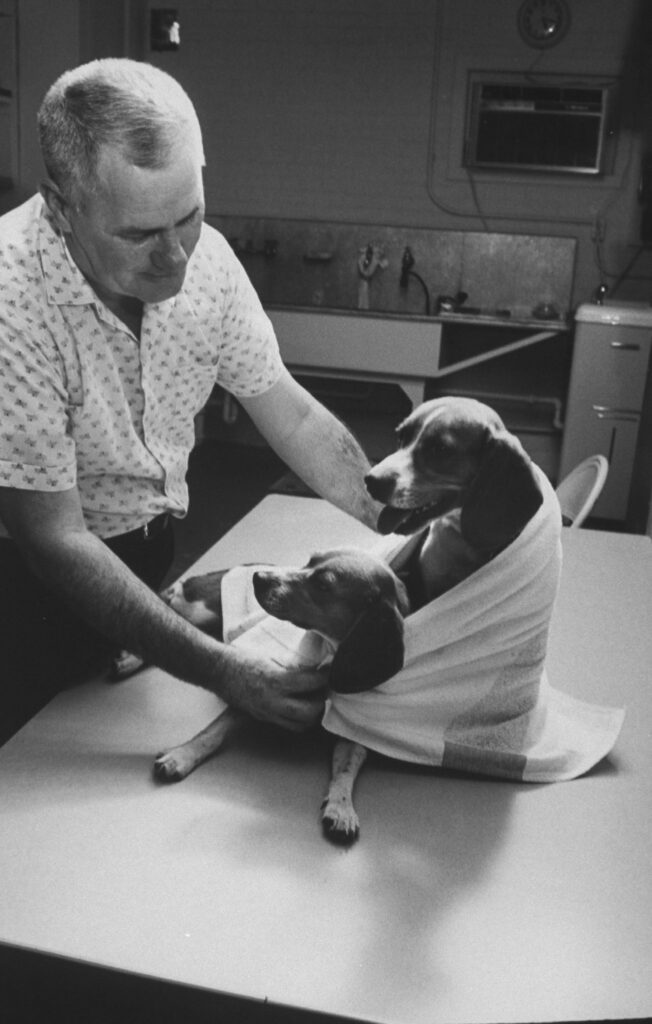 White House electrician Thraphes Bryant helped care for LBJ's beagles, 1964.
