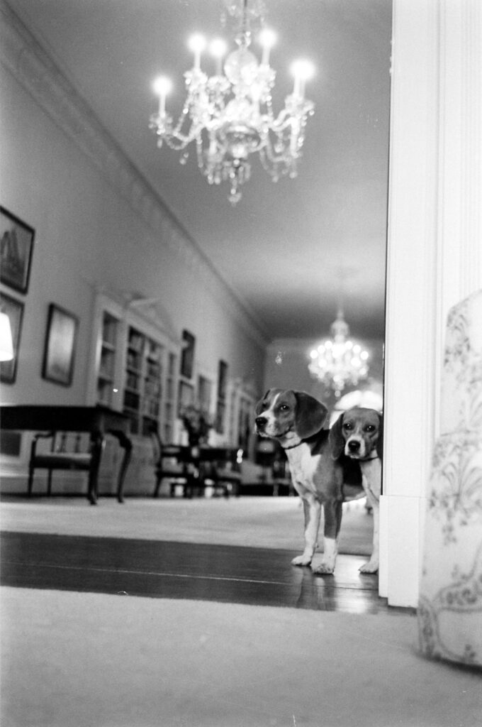 Lyndon Johnson's beagles, Him and Her, at the White House, 1964.