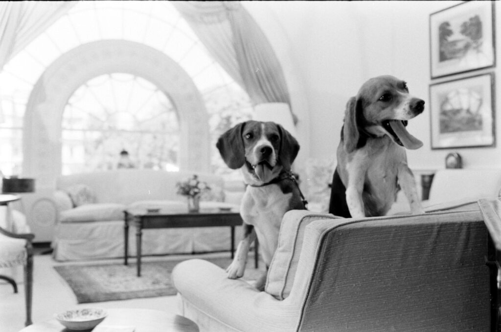 President Lyndon B Johnson's beagles at the White House, 1964.