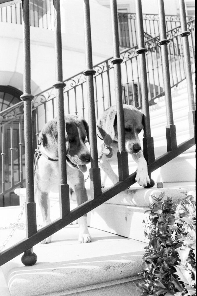 Lyndon Johnson's beagles, Him and Her, at the White House, 1964.