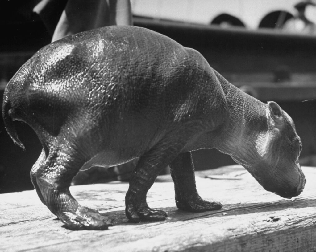 This rare baby pygmy hippopotamus, named Skipper, was abandoned by his mother in Liberia and brought to the U.S. by boat in 1941 in the company of an amateur zoologist.