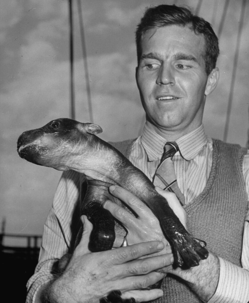 Amateur zoologist Silas E. Johnson brought this baby pygmy hippopotamus abandoned by his mother from Liberia to the U.S.; during the boatride from Africa to New York, the hippo acquired the nickname Skipper.