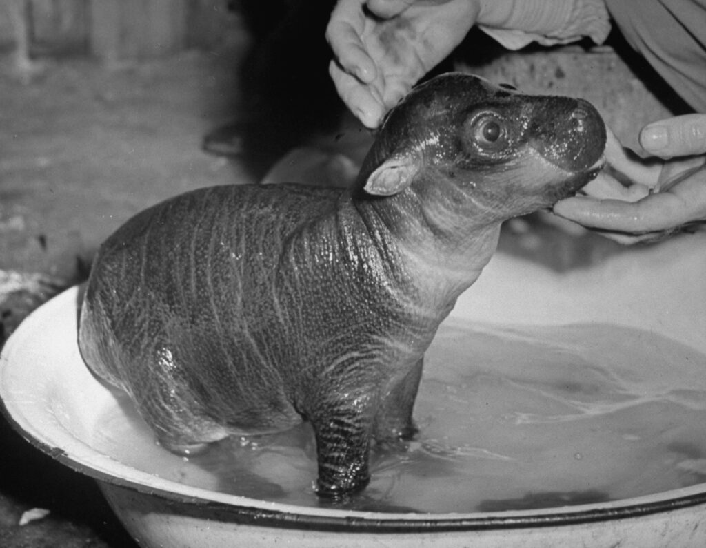 This rare baby pygmy hippopotamus, named Skipper, was abandoned by his mother in Liberia and brought to the U.S. by boat in 1941 in the company of an amateur zoologist.