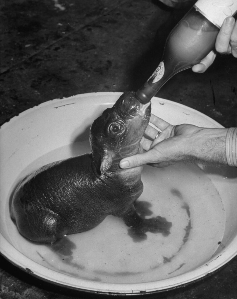 This baby pygmy hippopotamus, abandoned by his mother in LIberia and brought to the U.S. by an amateur zoologist, consumed a half-pint of condensed milk and pablum from a bottle four times a day, 1941.