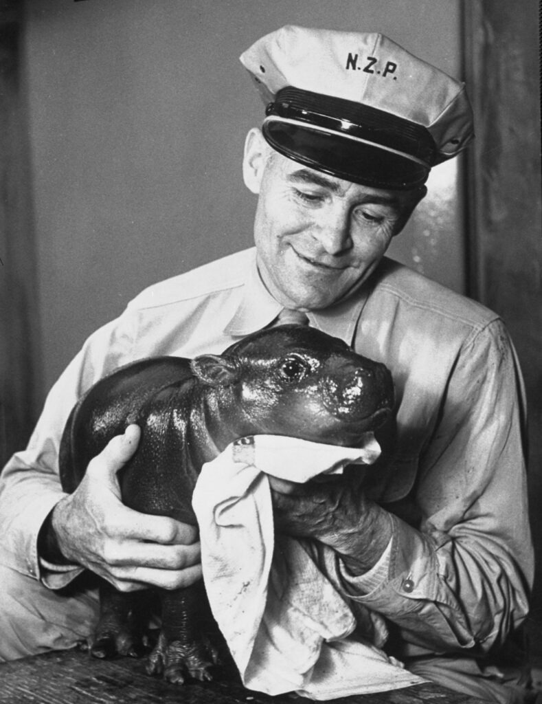 Gumdrop, a baby pygmy hippo, was toweled off by a zookeeper following his bath, 1952.