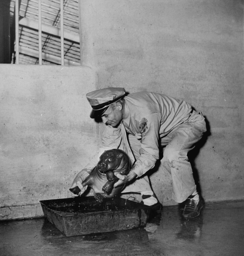 A zookeeper administered a bath to Gumdrop, a baby pygmy hippo, 1952.
