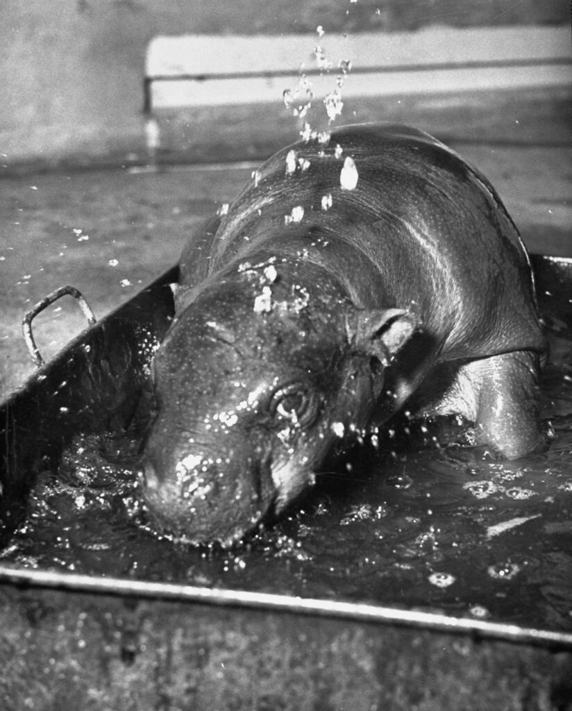 A baby pygmy hippo named Gumdrop received a bath, 1952.