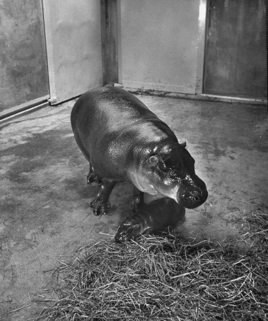 A baby pygmy hippo named Gumdrop and his mother, 1952.