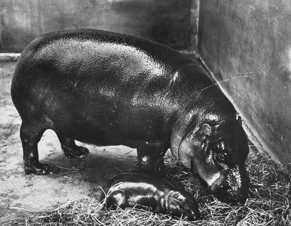 Gumdrop, a baby pygmy hippo, fed with his mother, 1952.