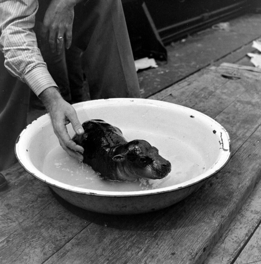 This rare baby pygmy hippopotamus, named Skipper, was abandoned by his mother in Liberia and brought to the U.S. by boat in 1941 in the company of an amateur zoologist. Skipper needed to be kept wet to prevent his skin from peeling.
